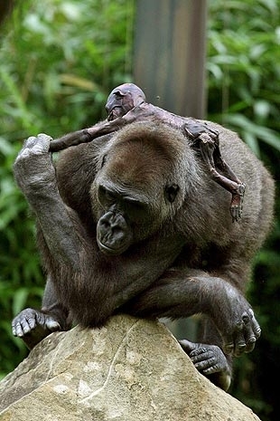 Apoyada sobre una roca, la gorila Gana coge de la mano a su cría muerta. Claudio murió hace pocos días por causas desconocidas. EFE