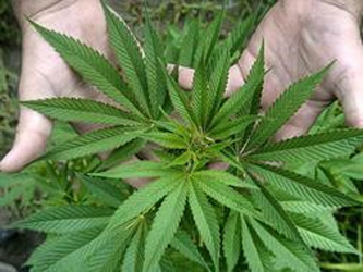 Parte De La Planta De Marihuana Que Se Fuma