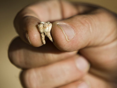 Uno de los dientes hallados en la cueva de Qesem (Israel).AP