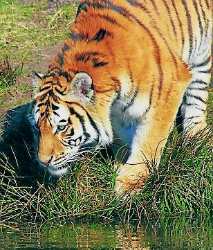 Asia pierde el 96% de sus tigres salvajes en 20 años