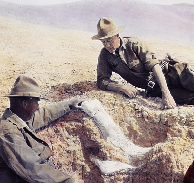 Roy Chapman Andrews contempla un fósil de brontoterio en un yacimiento del desierto del Gobi, en 1928. SHACKELFORD/AMERICAN MUSEUM OF NATURAL HISTORY