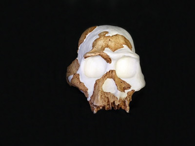 Cráneo del homo gautengensis'.D. Curnoe