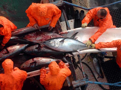 España pescó casi 804 toneladas de atún en 26 días.afp