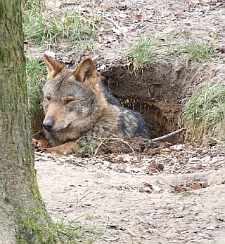 El número de lobos en España oscila entre 1.500 y 2.000. GÉRARD  VAN DRUNEN