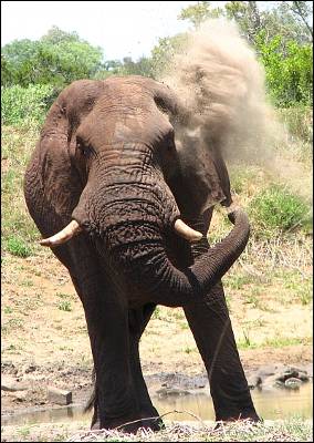 Un elefante en el Parque Nacional Kruger de Suráfrica.