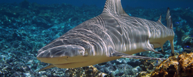 El tiburón punta negra, habitante de los arrecifes de coral tropicales, puede ser una de las especies afectadas por el aumento de las temperaturas. KYDD POLLOCK
