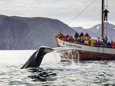 Una ballena jorobada, frente a un barco lleno de turistas, en  Húsavík.