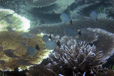 Imagen de una zona del coral blanquecido. - AP
