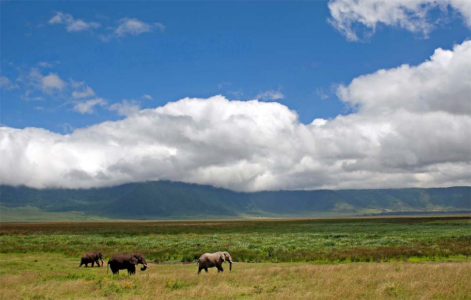 Zona de conservación de Ngorongoro. Tanzania.
            UNESCO/Andrew Schoeman