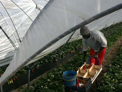 Los empresarios agrícolas tienen que recurrir a los inmigrantes para la recogida de la fruta. LAURA LEÓN
