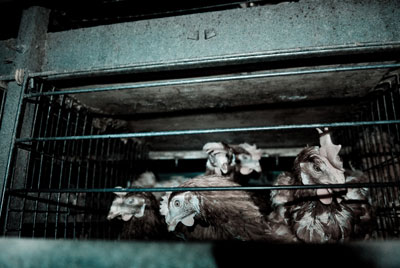 Gallinas en una jaula. FOTO: IGUALDAD ANIMAL