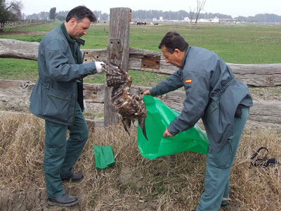 Agentes de la Guardia Civil recogen los restos de un ave envenenada en Dos Hermanas (Sevilla), en 2007.EFE