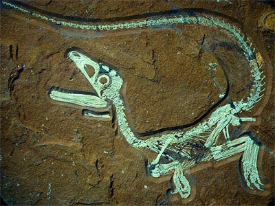 Restos fósiles de un dinosaurio encontrado en una piedra en Kelheim, Alemania. EFE