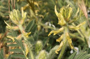 La Astragalus nitidiflorus, conocida como garbancillo de Tallante, es una especie que se ha observado únicamente en la región de Murcia.