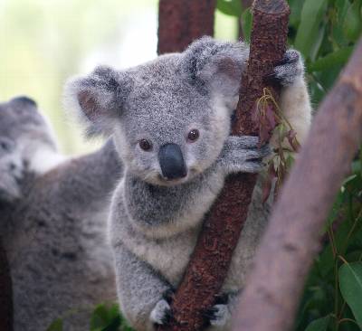 Las peores estimaciones hablan de 43.000 koalas viviendo en libertad.