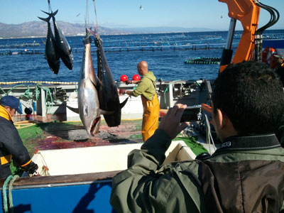 Un visitante en las instalaciones del Grupo Balfegó en L'Ametlla de Mar fotografía el sacrificio de varios atunes. -