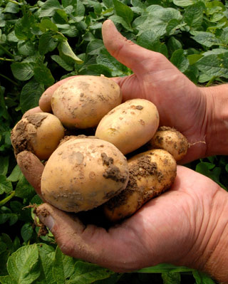 Patatas Fortuna, modificadas genéticamente. -BASF