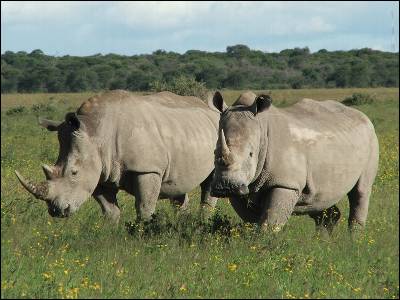 De las varias especies de rinocerontes, sólo el rinoceronte blanco del sur se encuentra fuera de peligro inminente. Las demás especies o se han extinguido o están en camino.
