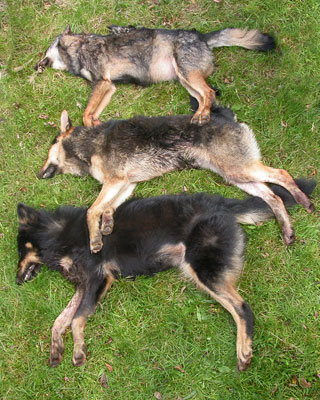 Un lobo puro (arriba) y dos híbridos sacrificados en Penouta (Asturias)-