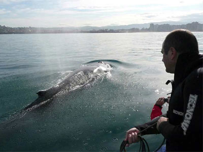 Fotografía facilitada por el Principado de Asturias de la ballena 'yubarta' de 11 metros y unas 10 toneladas de peso que ha aparecido varada esta mañana en la bahía de Gijón.-EFE