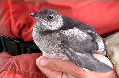 El mergulo pico corto es una de las aves que, a pesar de encontrarse en peligro de extinción, no aparece en las listas de protección de EEUU.