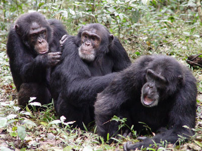 Grupo de chimpancés.