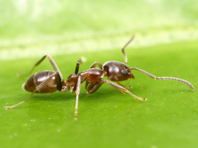 Ejemplar de hormiga argentina.