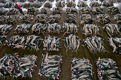 Lonja repleta de tiburones, en Japón.