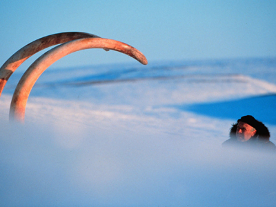 Bernard Buigues observa los colmillos de un mamut hallados en Siberia en 1999.AP