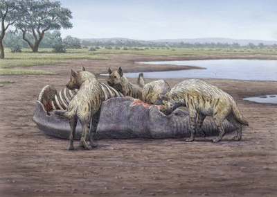 Reconstrucción de un grupo de hienas gigantes devorando un elefante en Orce.