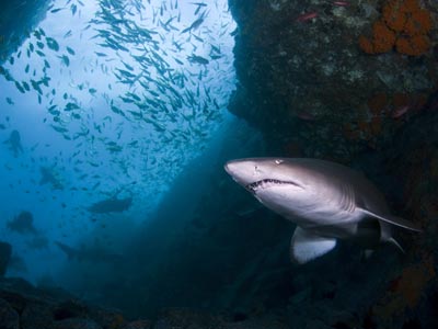 En la imagen, un tiburón toro surca las aguas del Mediterráneo.