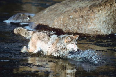 El lobo gris de las Montañas Rocosas está en peligro de extinción. -