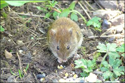 El ratón de campo (Apodemus sylvaticus) es un gran dispersor de bellotas.