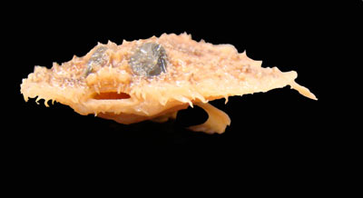 Golfo de México</div><div>No es una tortilla de camarones, es un pez.</div><div>‘Halieutichthys intermedius’.