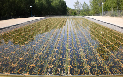 Instalación de plantas macrofitas en una depuradora. Hidrosolution