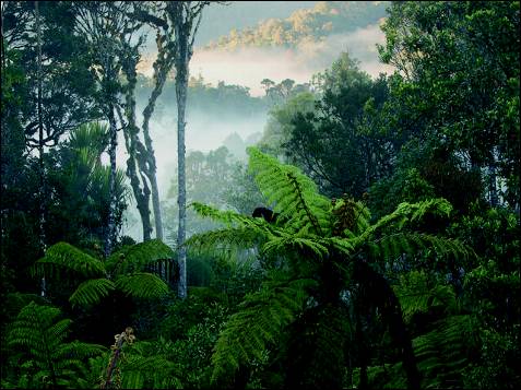 Con motivo del Año Internacional de los Bosques, la Fundación Axa organiza la exposición 'Bosques del mundo' en el Florida Park, Madrid. Los árboles son ápices de la evolución en el mundo vegetal.