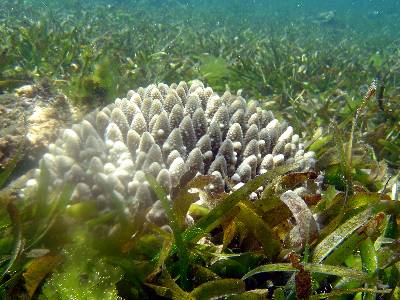 Los corales, como éste Acropora, son los más amenazados.