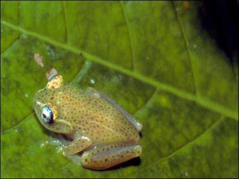 Esta rana 'Boophis tasymena', incluida en la lista de especies más
 amenazadas, es una especie de anfibios de la familia Mantellidae. Es 
endémica de Madagascar.
Su hábitat natural incluye bosques bajos y secos y ríos. Está amenazada 
de extinción por la pérdida de su hábitat natural.