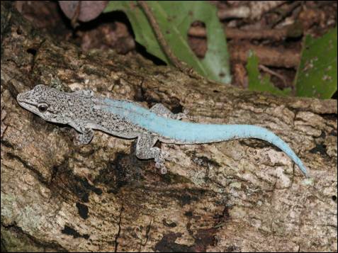 En 2009, los científicos descubrieron una nueva especie de gecko 
con algunas notables habilidades de transformación.
La nueva especie, de la que sólo han encontrado un especimen, tiene una 
coloración gris-marrón tierra semejante a la corteza de los árboles, que
 los científicos creen que provee a la especie de un camuflaje eficaz 
para escapar de las aves y otros depredadores y es quizás la razón por 
la cual la especie no ha sido descubierta antes. Durante el cortejo, la 
'Phelsuma Borai' puede cambiar rápidamente el color, de un sutil marrón a
 un colorido azul brillante.