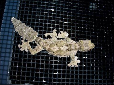 Es fácil ver por qué esta especie esquivado a los científicos 
hasta ahora. El sorprendente gecko cola hoja de corcho ('Uroplatus 
pietschmanni' ) fue descubierto en 2003 por los científicos en la selva 
de la costa este de Madagascar, a una altitud de unos 1000 m. A esta 
especie de 13 cm de largo le gusta trepar por las ramas gruesas y las 
plantas de hoja ancha y robusta, para las que tiene un camuflaje 
perfecto.