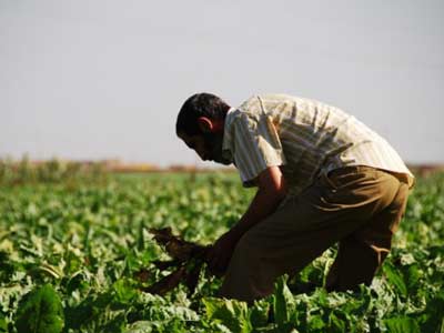 Un agricultor marroquí.