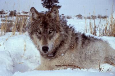 El lobo ocupa la cúspide del ecosistema del Parque Nacional de Yellowstone, en EEUU.
