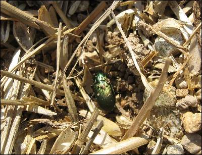 Este escarabajo de tierra, Harpalus sp., prefiere las semillas de las malas hierbas que las del trigo.