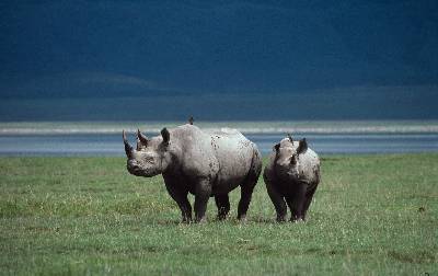 El rinoceronte negro es uno de los animales más amenazados del planeta.