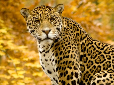 El jaguar afronta su cuenta atrás.
