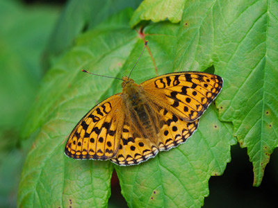 La mariposa ‘Fabriciana adippe’ se replegó al sur al ser destruido su hábitat.