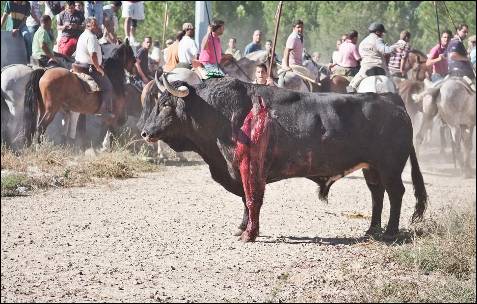 El toro presenta una herida profunda en su costado izquierdo.