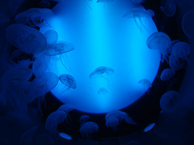 Las medusas están entre los animales más antiguos de la Tierra. acuario de gijón