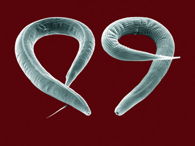 Los efectos se han estudiado en gusanos 'Caenorhabditis elegans'.