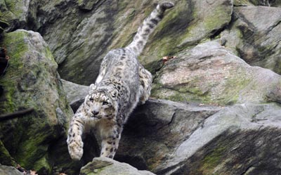 El leopardo de las nieves, del que sólo había testimonios locales, ha aparecido en el corredor de Wakhan, al noreste del país.-